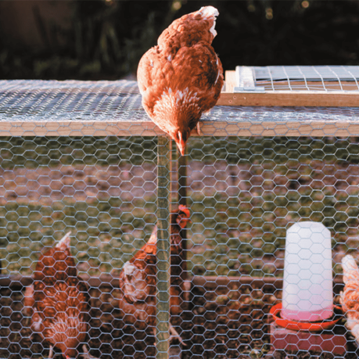 Chicken Coop